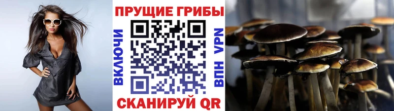 Галлюциногенные грибы Cubensis  Трубчевск 